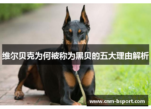 维尔贝克为何被称为黑贝的五大理由解析 维尔贝克为何被称为黑贝的五大理由解析